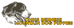 Chris Bernese Mountain Dog Puppies